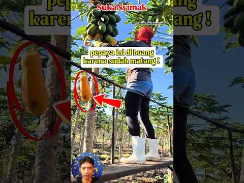 proses pemanenan buah pepaya yang kalian tidak ketahui #shortvideo #foryou