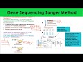 Sanger Method and Gene Sequencing