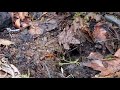 Salamander Habitats and Adaptations