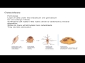 Osteocalcin and Bone Cell Functions