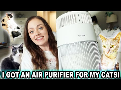 I GOT AN AIR PURIFIER FOR MY CATS! (W-Cat Air Purifier)