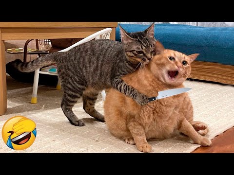 Best Funny Cats 😹  - Try Not To Laugh! | Ultimate Funny Cat Compilation