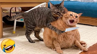 Best Funny Cats 😹  - Try Not To Laugh! | Ultimate Funny Cat Compilation