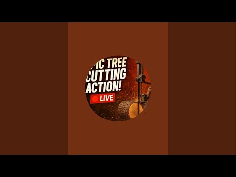 LIVE: Cutting Huge Trees with Bandsaw | Heavy Machinery in Action