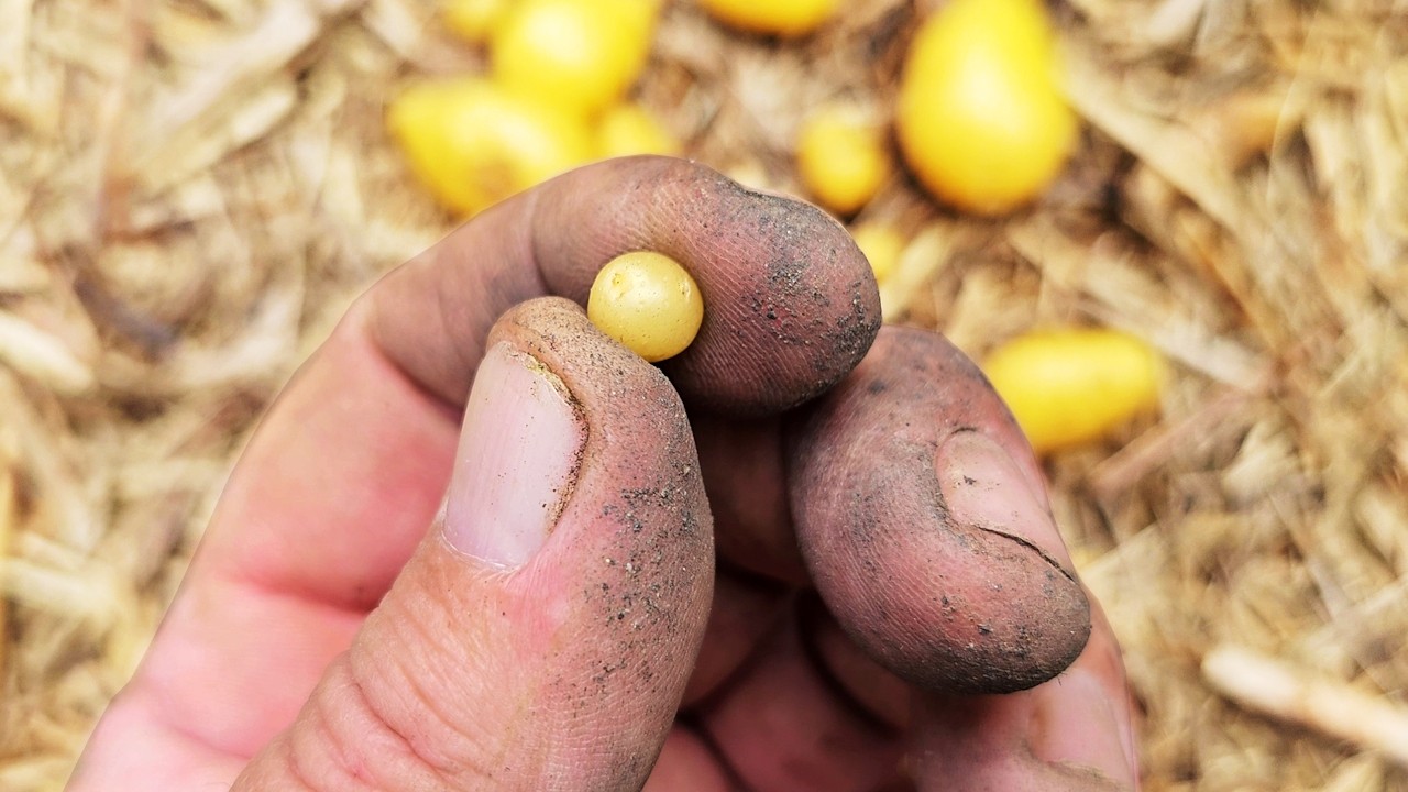 How MUCH Can You GROW with a Handful of TINY Potatoes?