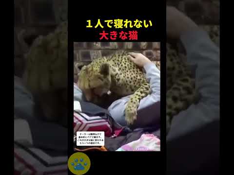 1人で寝れないチーター🤫暴露します🔥