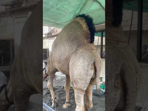 Allah Ki Qudrat Dekhen #cow #cattleworld #camel #cowgoat #animals #qurbani #bull #farmanimal #cow