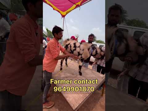 #बकरा #bakar #bakraeid #bakraloverz💕❤️ #bakraeid2025❤️😍🥰 #bakramandi #bakraloverss #bakraworld