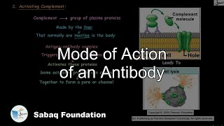 Mode of Action of an Antibody