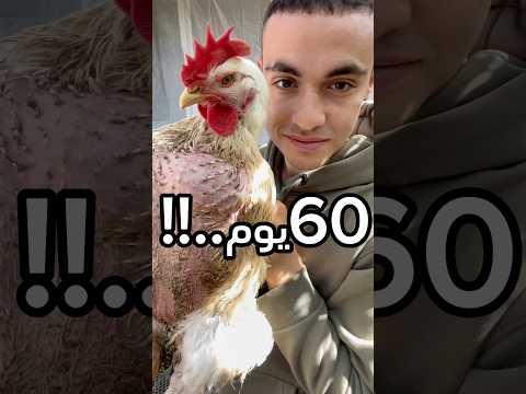 ربيت فراخ التسمين 60 يوم!!!!! و #explore #اكسبلور #نباتات #علوم_الزراعه #birds #اشجار