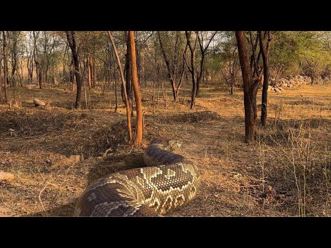 Anaconda Attack in the Forest CAUGHT ON CAMERA!