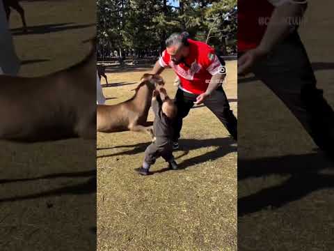 Toddler Handles Goat #fyp #prank #toddlers