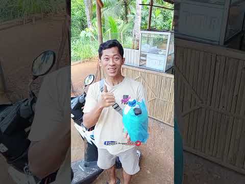 apa aku sudahi saja jualan satenya dan fokus ke konten ya..