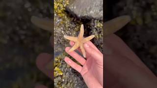 This Starfish Is Broken.. #animals #nature #shorts