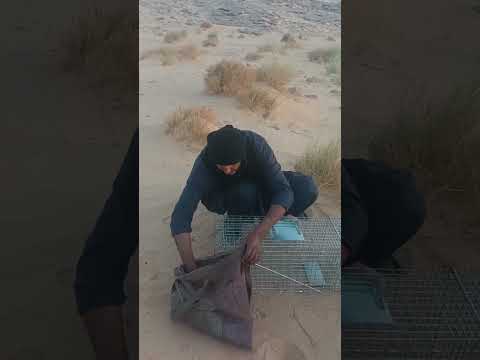 مصيدة الأرنب البري جديد صناعة أفخاخ صناعة مصيدة صيد الأرنب البري #السعودية #الجزائر #ليبيا فقع