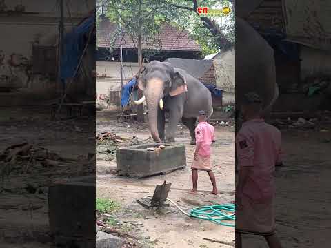 നീരില്‍ നില്‍ക്കുന്ന ആനയ്ക്ക് ഭക്ഷണം നല്‍കുന്നതിങ്ങനെയാണ്‌.