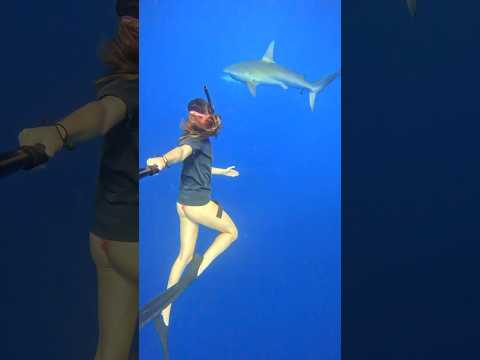 ¿Os dan miedo los tiburones? 🦈