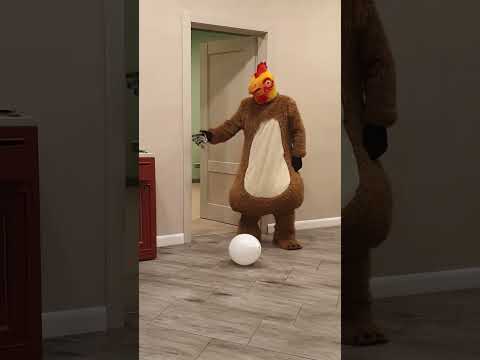 Big fat chicken brings balloon to the dog