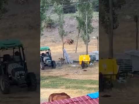 👆Grizzly Bears Attack in Town Kangal Shepherd Dog Protect House 🏠  #shorts #wildlife #dogs