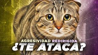 Todo sobre la AGRESIVIDAD REDIRIGIDA en GATOS 😾⚡ Por qué te ataca y cómo solucionarlo