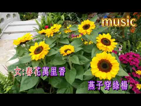 春花萬里香KTV 伴奏 no vocal 無人聲 music 純音樂 karaoke 卡拉OK 伴唱 instrumental春花萬里香