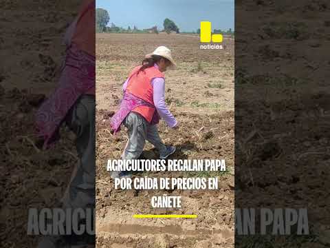 Agricultores regalan papa por caída de precios en Cañete