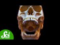 Exploring Human Lifespan and Longevity