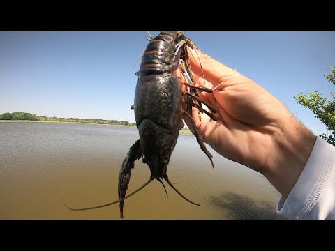 Is this the BEST JIG TRAILER EVER?? (GIANT BASS)