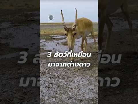 3สัตว์ที่เหมือนมาจากต่างดาว #animals #สาระ #ความรู้ #shots