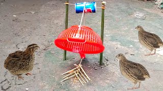 Very amazing bird catching tricks - Quail trap easy homemade // Bird trapping video