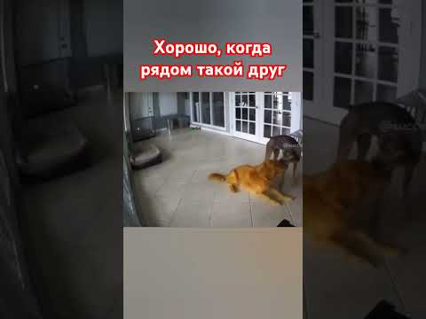 Мгновенно среагировал 👍 #собака #любовь #топ #шортс #animals
