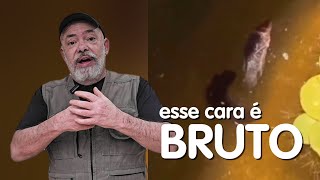 É com esse jeitão BRUTO que o peixe betta fecunda sua fêmea