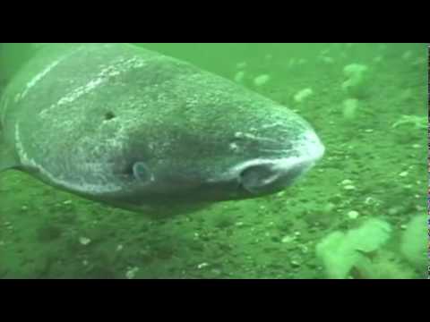 長壽脊椎動物 格陵蘭島鯊魚
