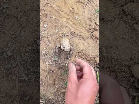 What Is THAT?? 🤯sub for part2👀 #outdoors #fishingcharter #reels #shorts #fyp #foryou #foryoupage