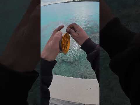 Exposing the Camouflage Masters: Epic Catch & Dispatch of Octopus & Squid!