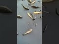 Narrator's Observations in Fishing Video