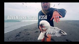 Izzie catches a Seagul catch n cook fishing and hunting in New Zealand with Josh James 