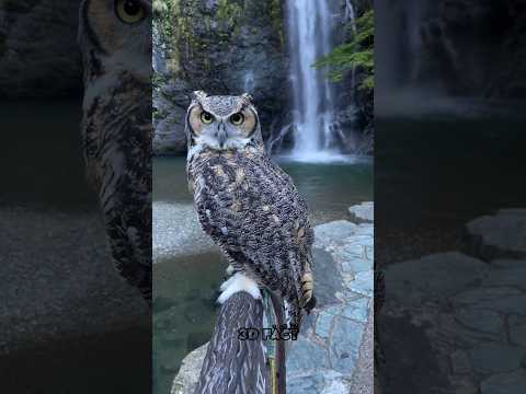 Most Dangerous Birds At night #sciencefacts #facts #science #shorts