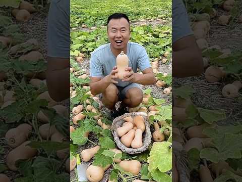आखिर मोनू के कद्दू कैसे हैं।। #shorts #youtubeshorts #vegetables #pumpkin #farming #farm