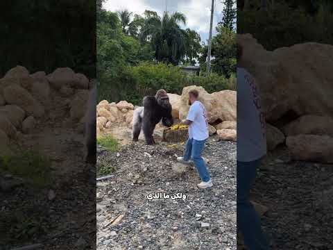 أراد أن يستفز الغوريلا ولكن مالذي حدث 😮 #Shorts
