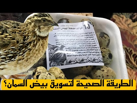 الطريقة الصحيحة لتسويق بيض السمان؟