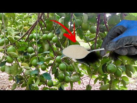 La azúcar cargará sus frutales de forma increíble