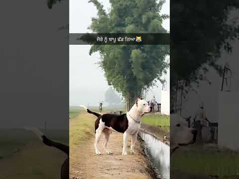 True ❤️ for Jora & Daddy #doglover #trendingshorts #pitbullloverz #shortvideos #viral