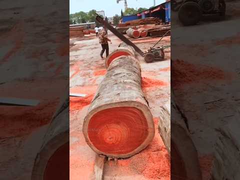 কেন সবাই লাল চন্দন চাষ করতে পারে না..???Why Red Sandalwood Is So Expensive?#shorts #ytshorts