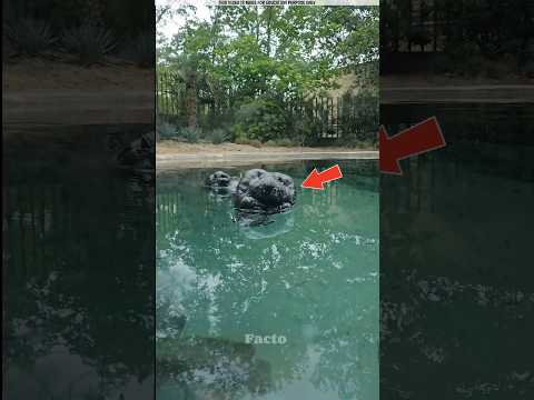 Don't Ignore If You See This Stone In Water!