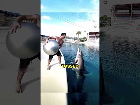 The Dolphin & Ronaldo 😂