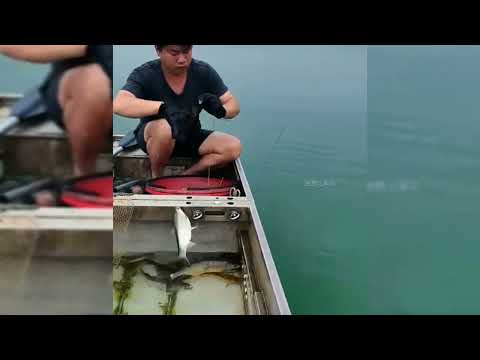 🎣 Catch of the day! Line fishing in the lake — patience pays off. #Fishing #FishingLife #LakeVibes
