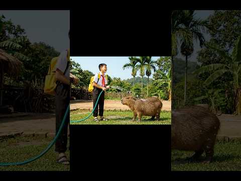 Capybara cùng anh đi khải giảng❤️ #capybara #ongvacapybara #hoathinhvietnam