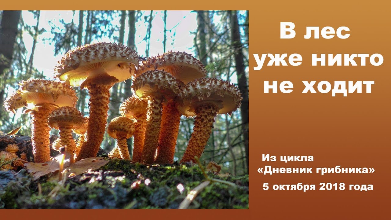 В лес уже никто не ходит. 5 октября 2018 года