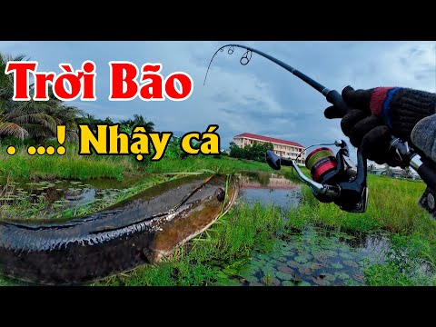 Trong cơn bão lớn cá ăn nhậy vô cùng | THÚ VUI MIỀN TÂY 22